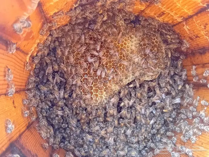 نحل بلدي للبيع 3