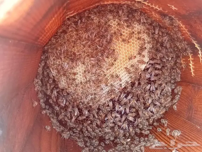 نحل بلدي للبيع 6