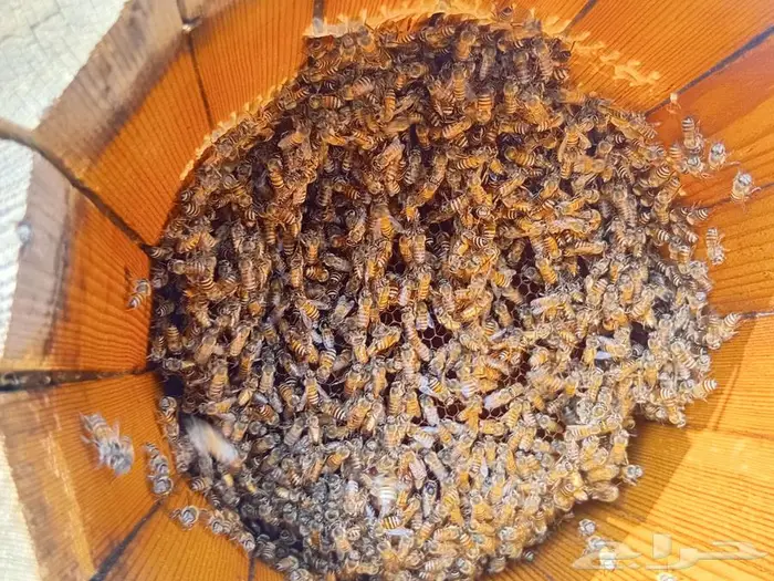 نحل بلدي للبيع 9