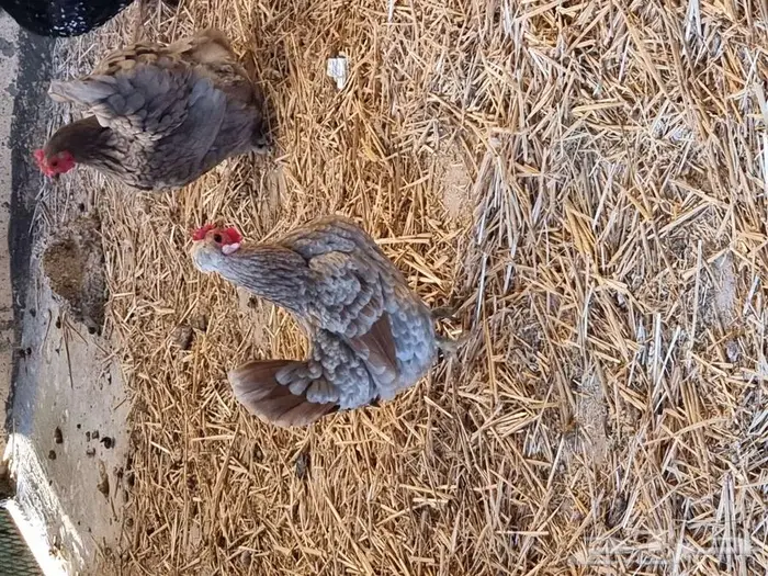 دجاج حباحب كويتي للبيع 4