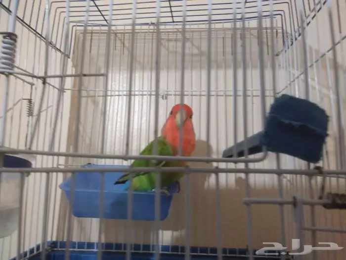 أنثى روز خضراء رد فيس 0