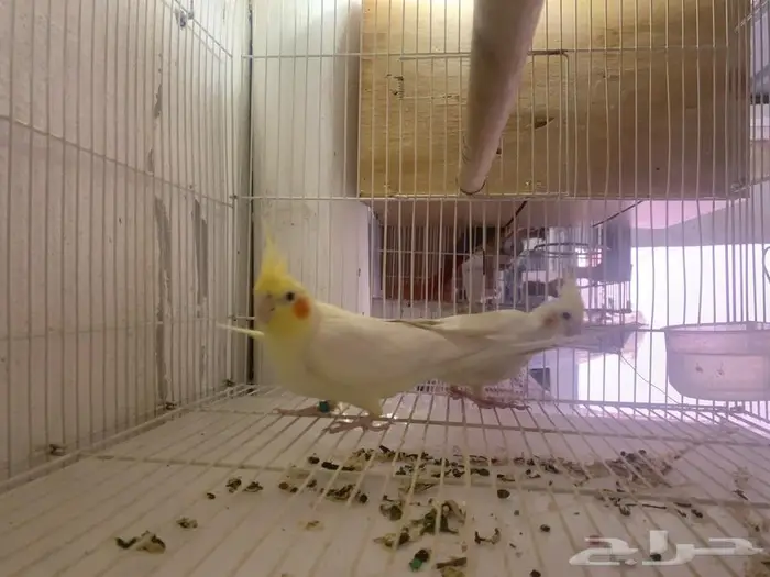 زوج كروان للبيع 4