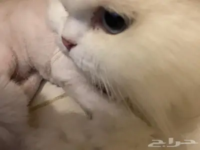 قطة سكوتش فولد للتبني index