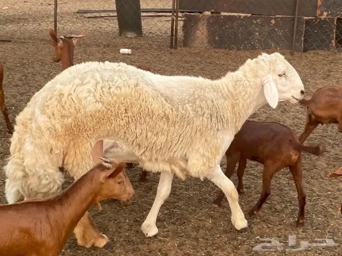 فحل ممتاز وجرم يتعلم يكشف 4