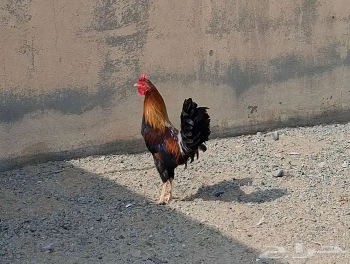 ديك بلدي اصيل 10