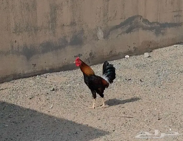 ديك بلدي اصيل 12