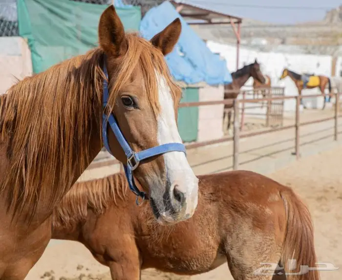 فرسه جزيريه مع مهرتها 6
