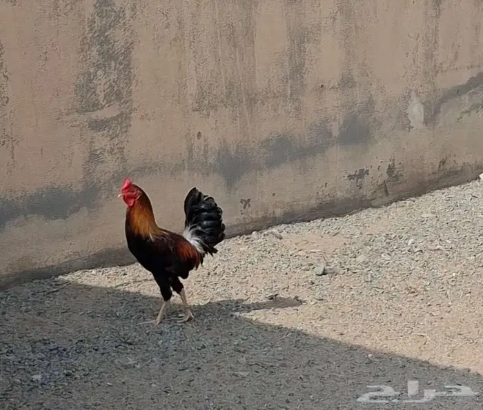 ديك بلدي اصيل 9