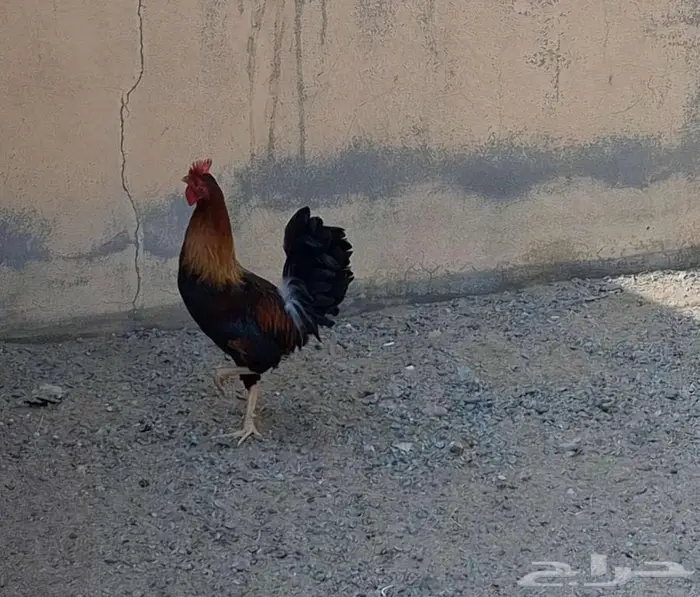 ديك بلدي اصيل 14