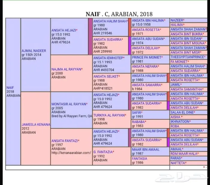 حصان مسجل والبيع شعبي وحصان اخر. شعبي 2