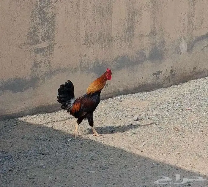 ديك بلدي اصيل 1