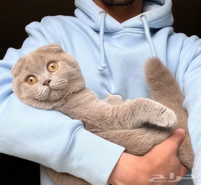 سكوتش دبل فولد 1