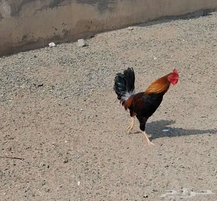 ديك بلدي اصيل 15