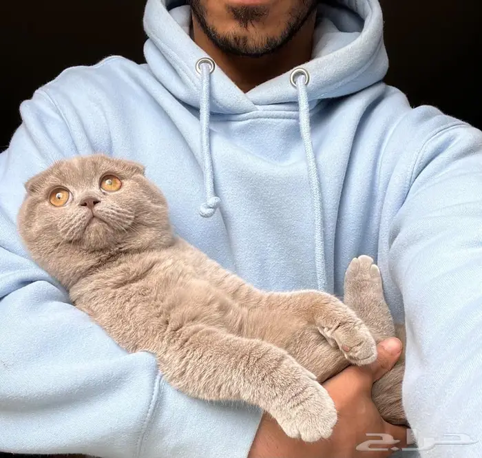 سكوتش دبل فولد 0