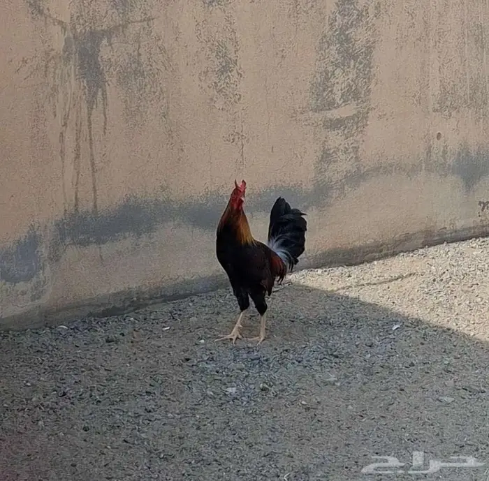 ديك بلدي اصيل 2