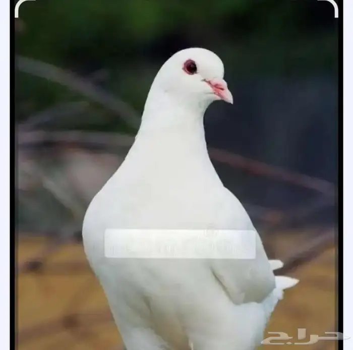 مطلوب حمام فرنسي 0