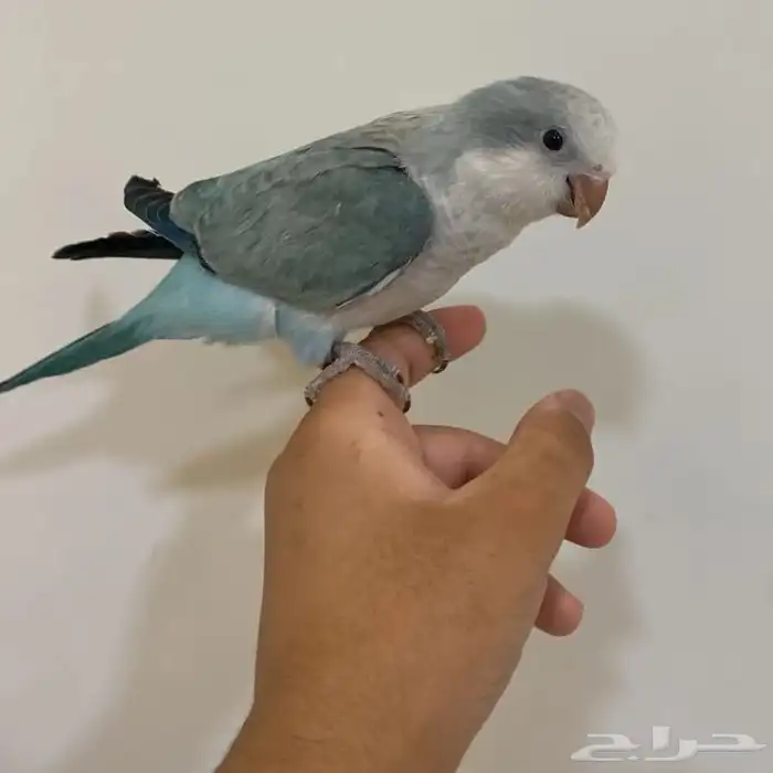 ببغاء كويكر مفقود بالرس حي الشفاء 0