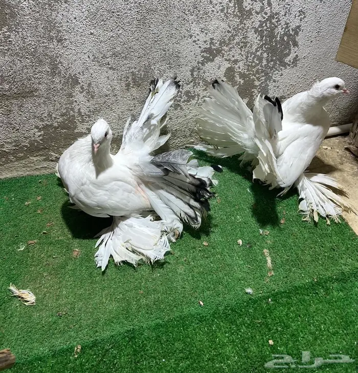 زوجين رقاص شبابات 4