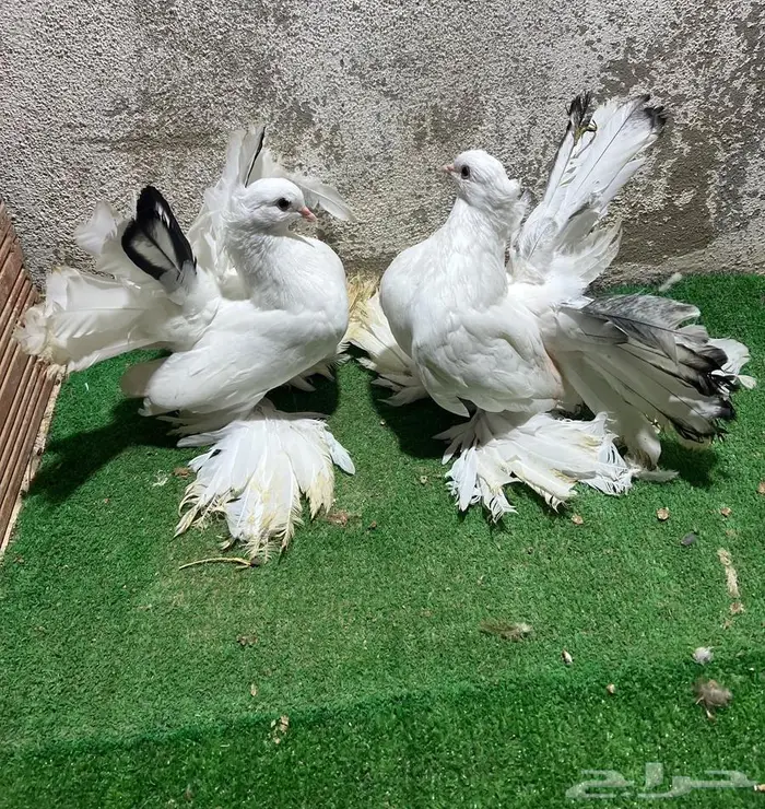 زوجين رقاص شبابات 2