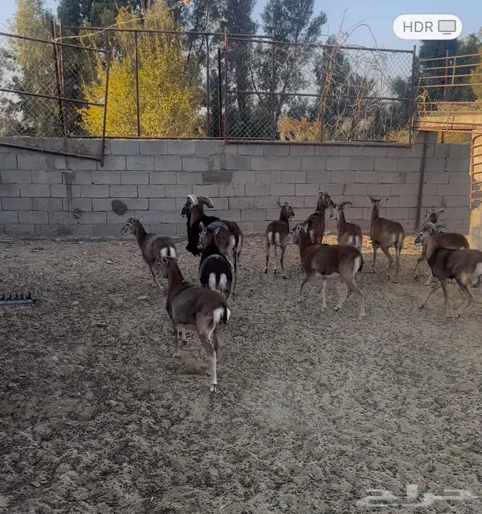 الموفلن وعل 0