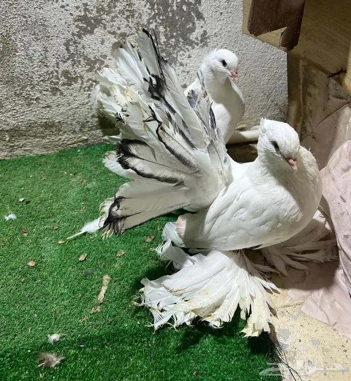 زوجين رقاص شبابات 0