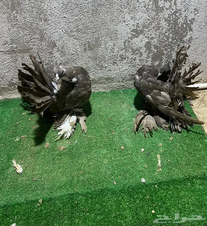 زوجين رقاص شبابات 3