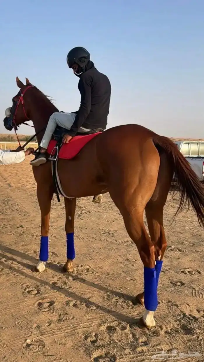 الحصان لبيع وسليم من كل شي معه جواز. 1