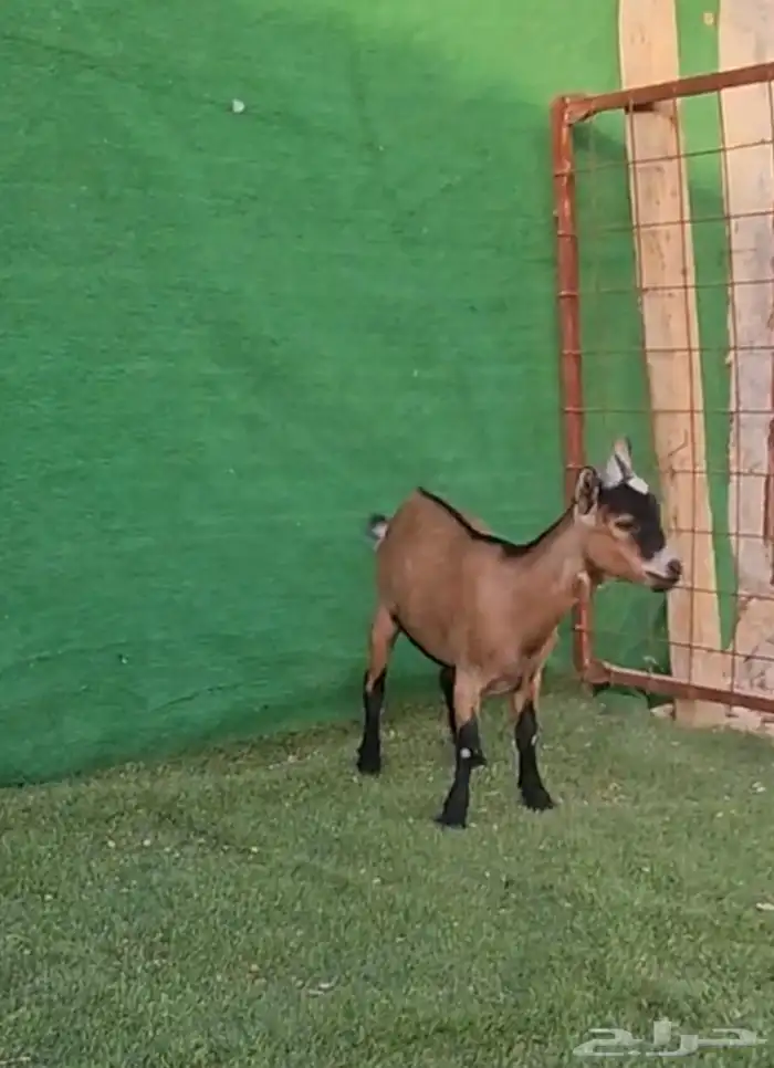 الماعز القزم الكبير 29