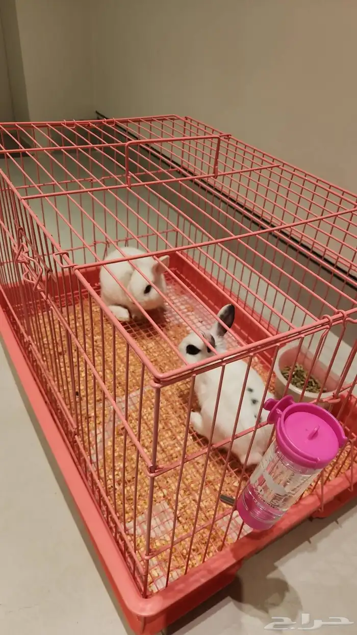 ارانب وندرلاند الكيوت القزم 3