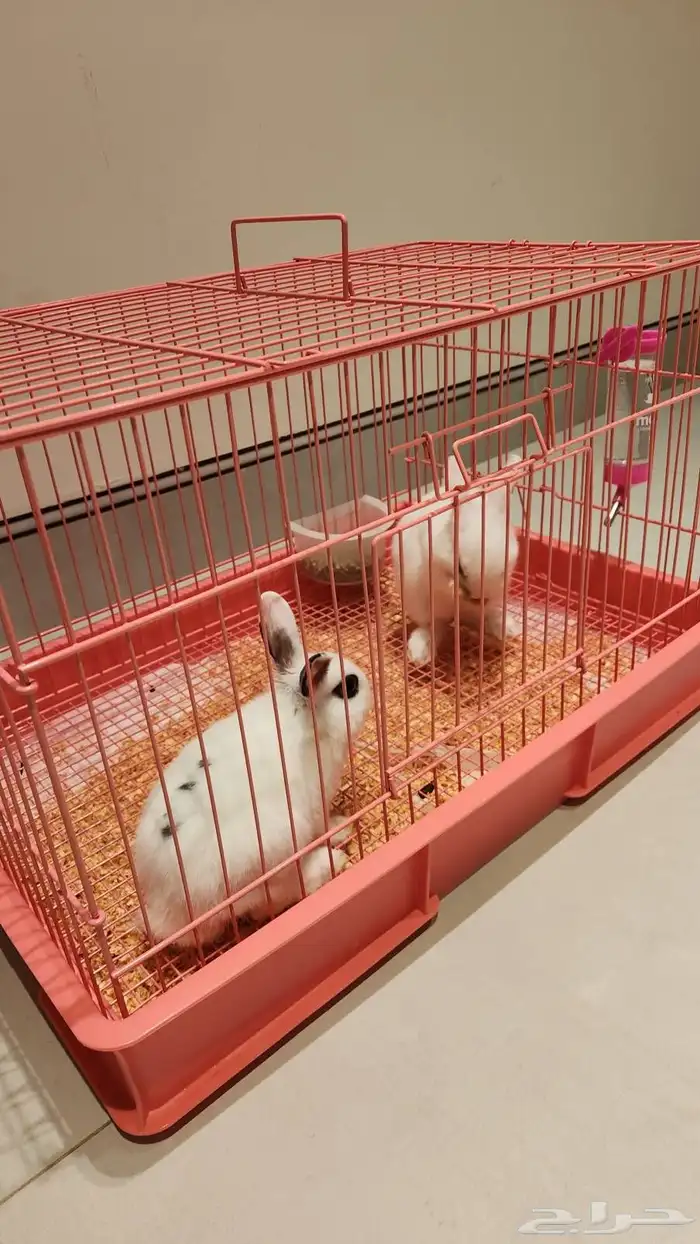 ارانب وندرلاند الكيوت القزم 0