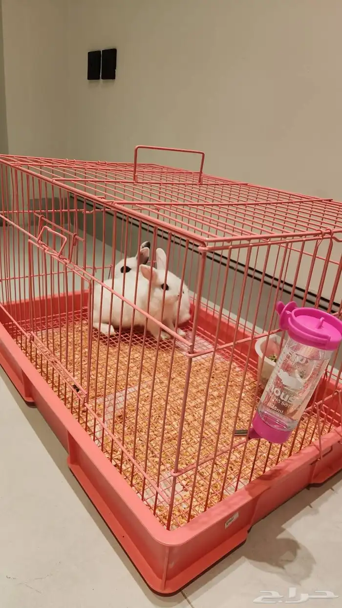 ارانب وندرلاند الكيوت القزم 4