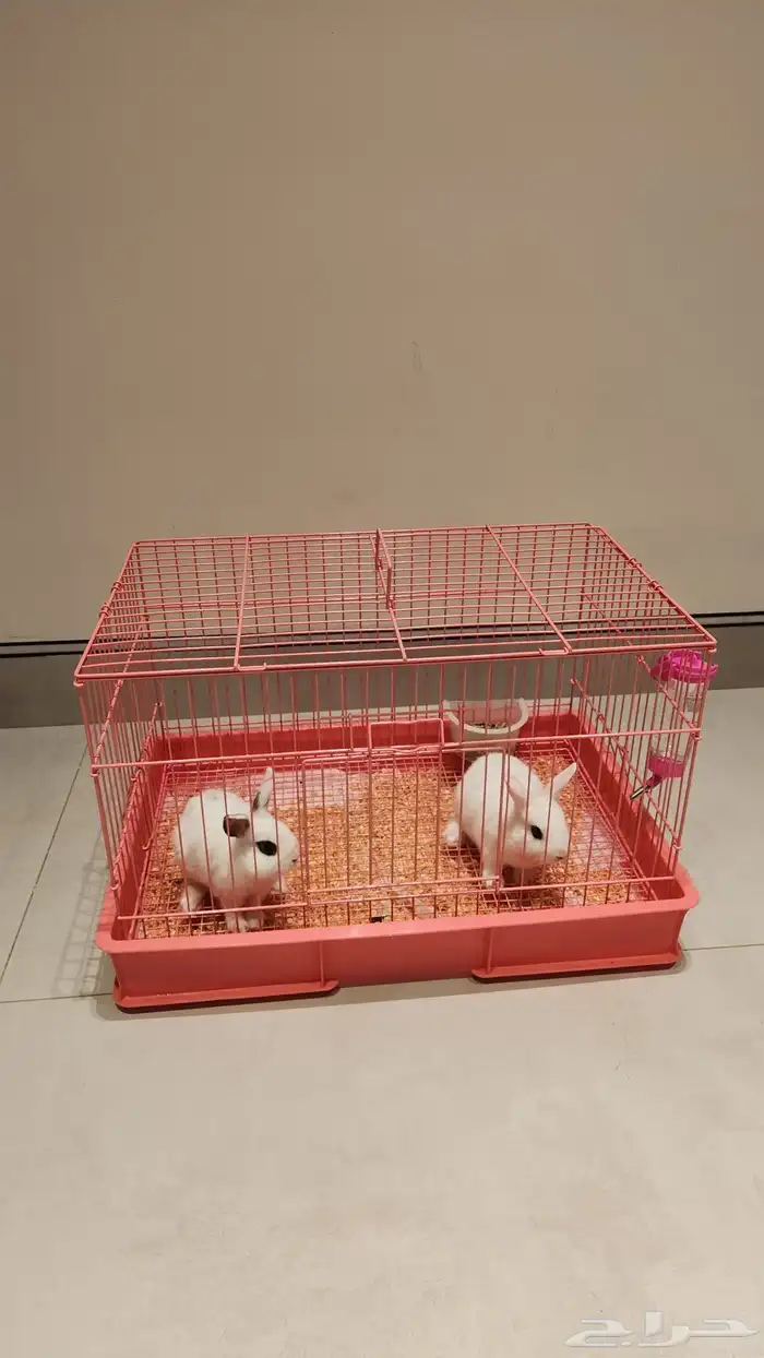 ارانب وندرلاند الكيوت القزم 1