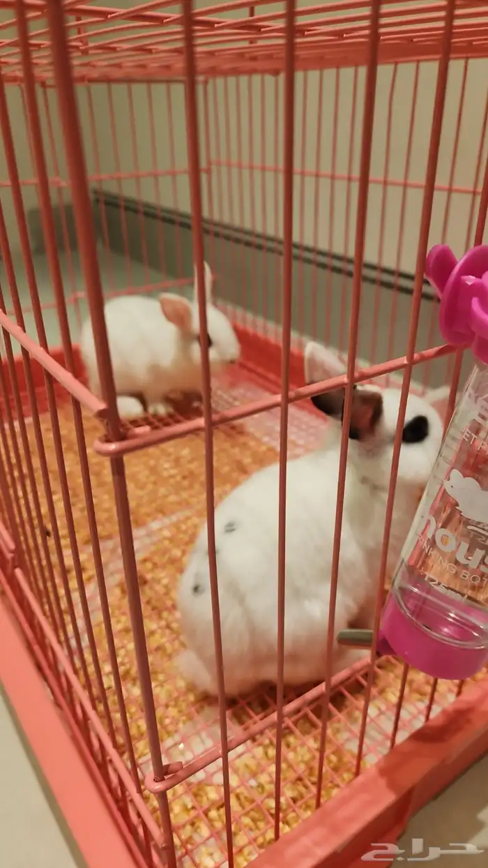 ارانب وندرلاند الكيوت القزم 2