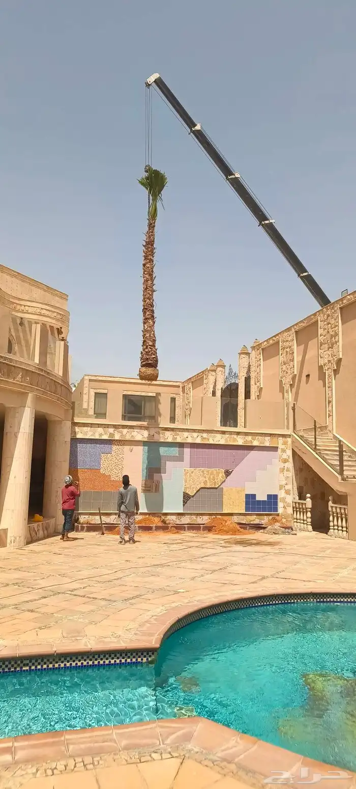 نخيل واشنطن زينه توريد وزراعه جميع المقاسات 8