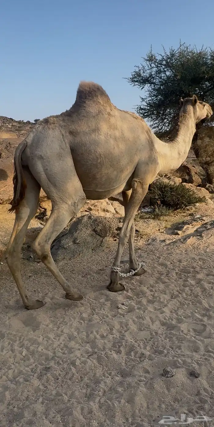 ناقه ملاقي 2