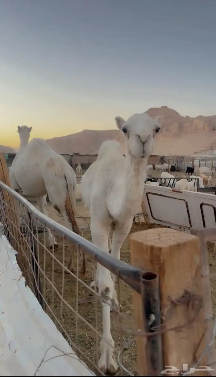 بكره وضروبه 0