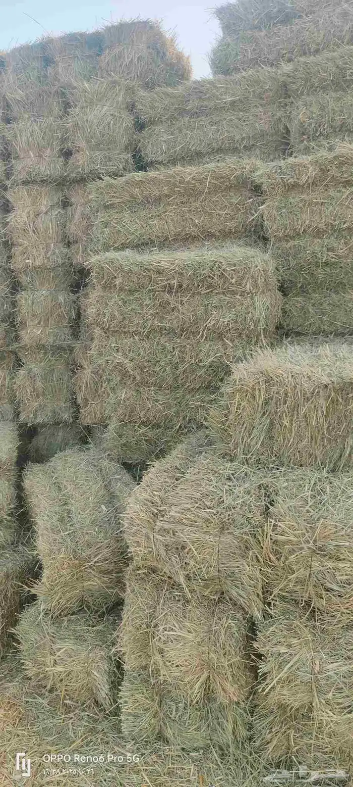 بلوبنك طيب 0