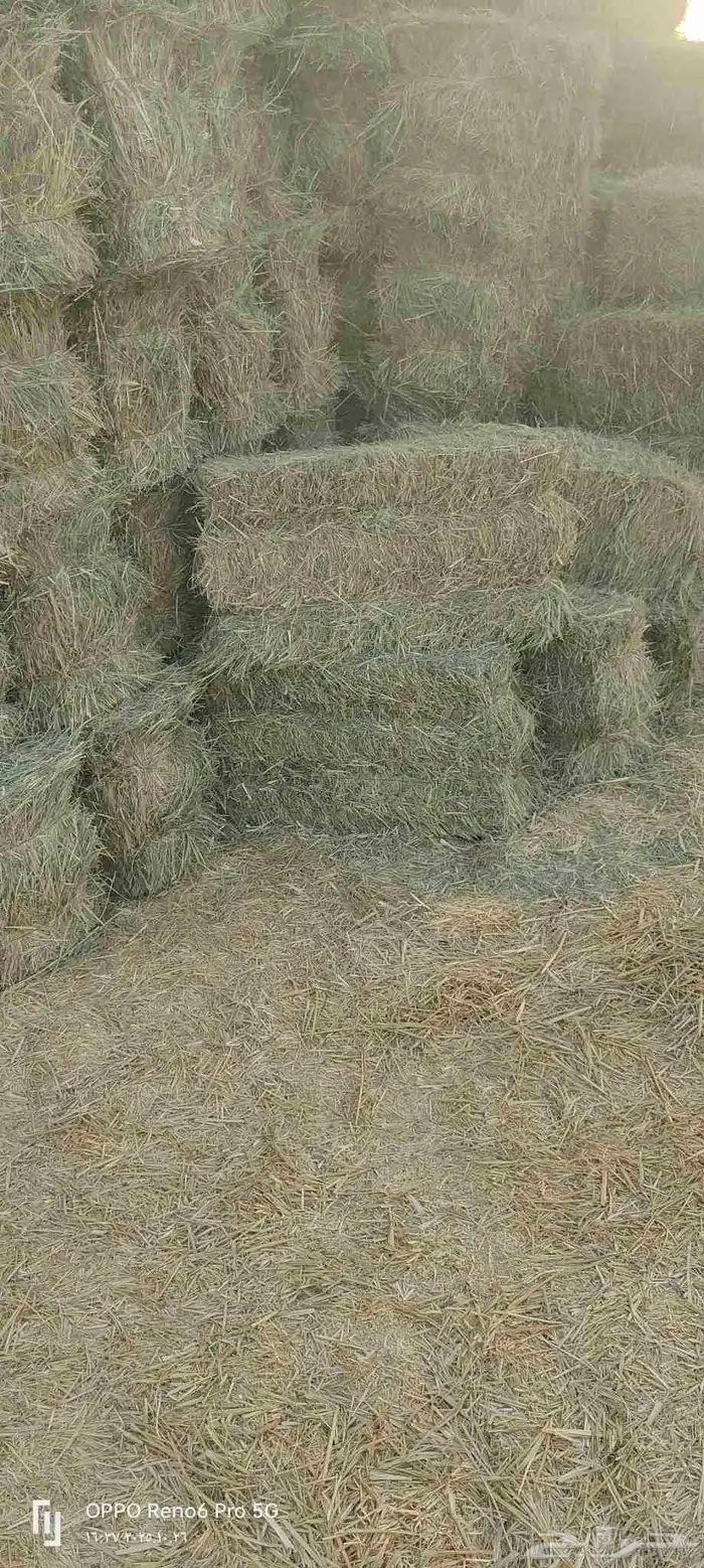 بلوبنك طيب 2