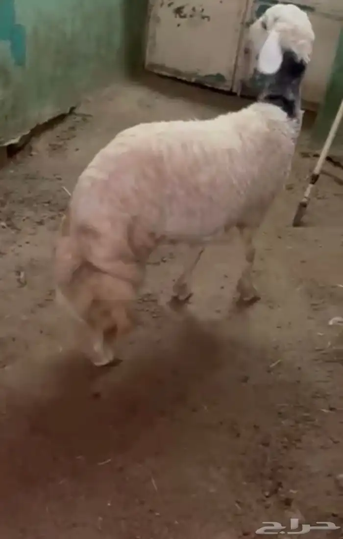 خروف ما شاء الله 1