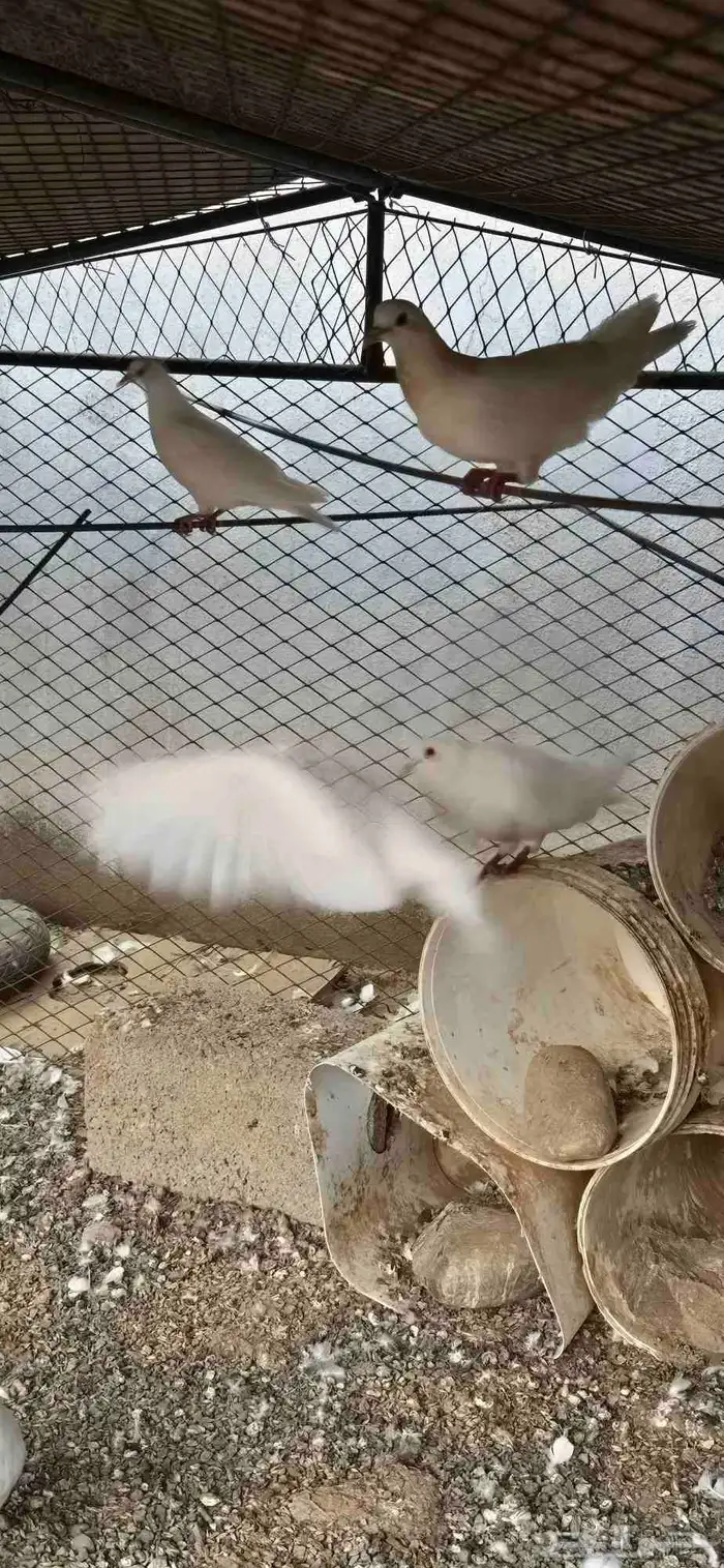 حمام فرنسي وبط بكيني للبيع 2