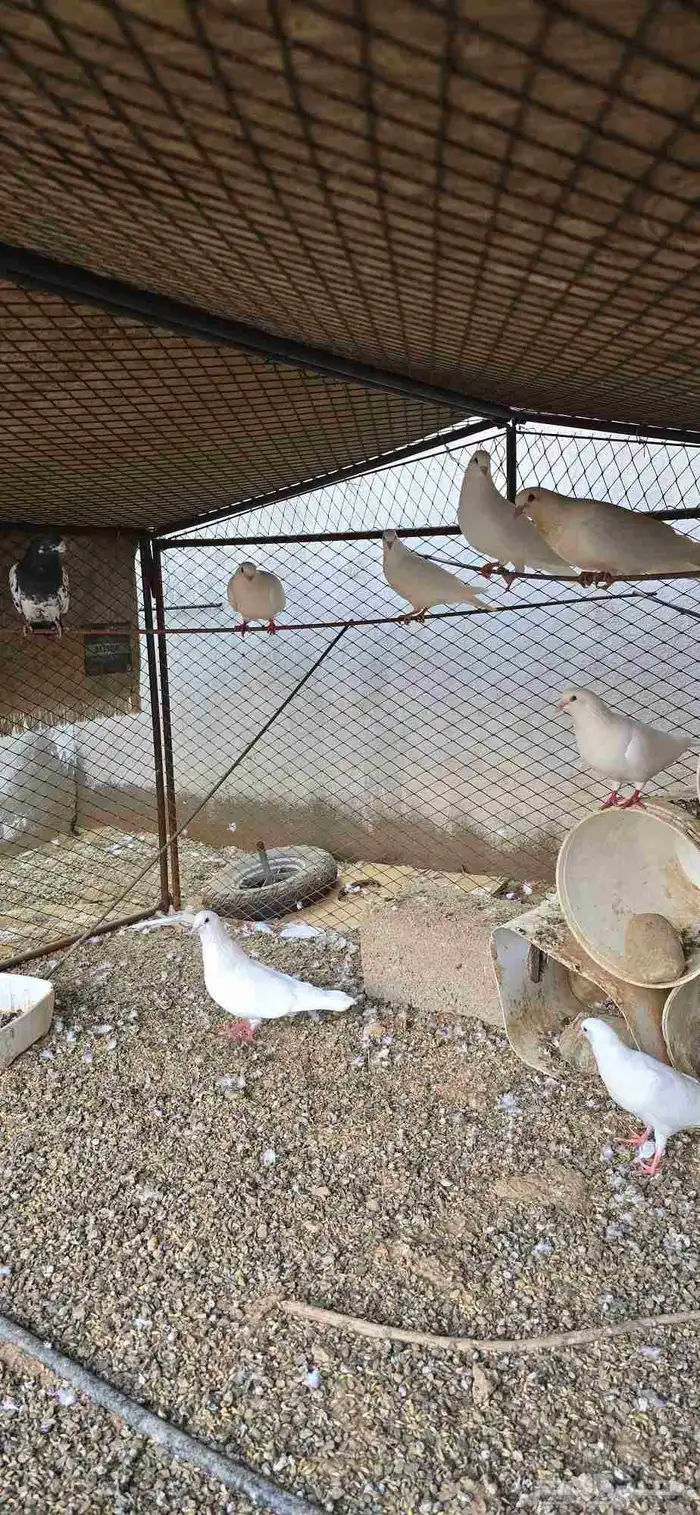 حمام فرنسي وبط بكيني للبيع 6