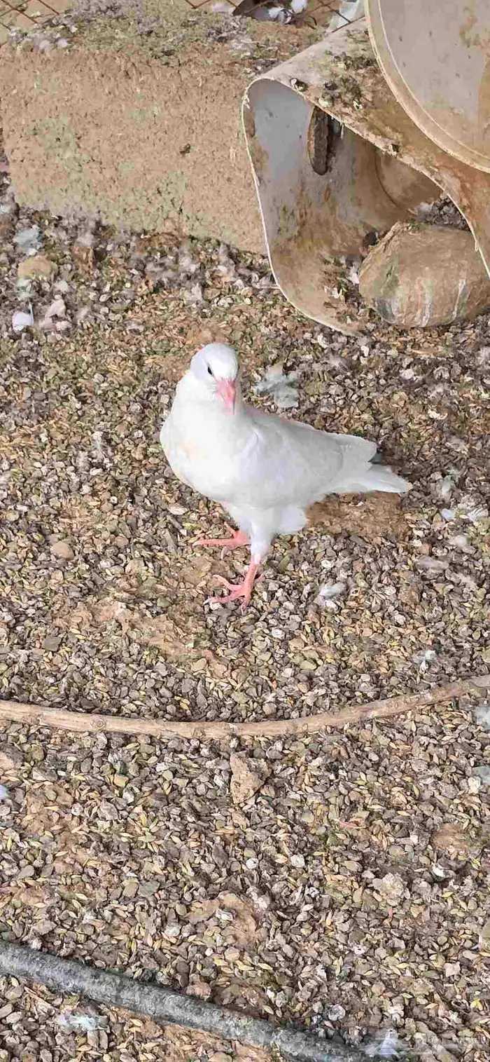 حمام فرنسي وبط بكيني للبيع 4
