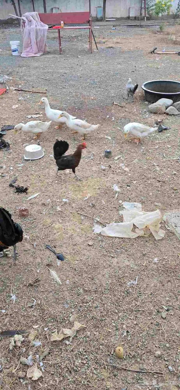 حمام فرنسي وبط بكيني للبيع 8