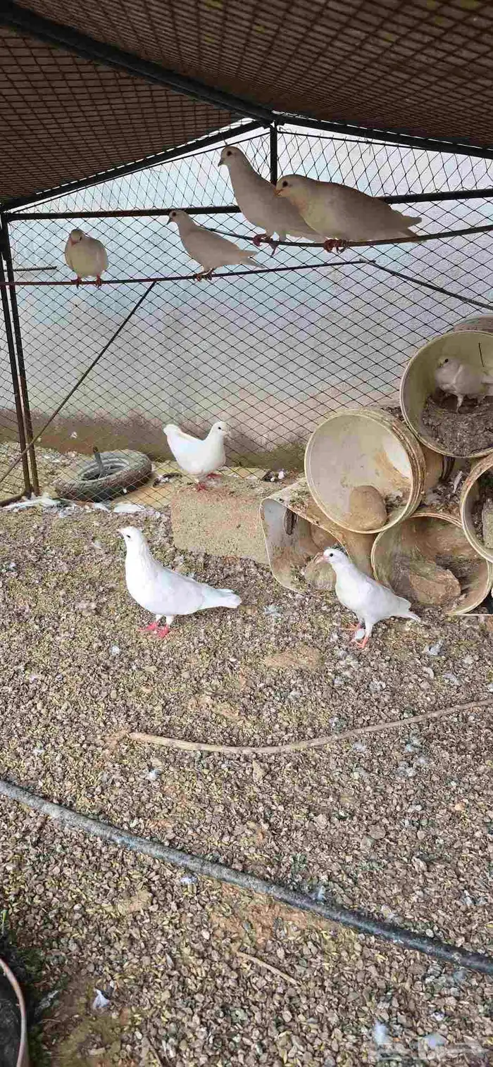 حمام فرنسي وبط بكيني للبيع 7