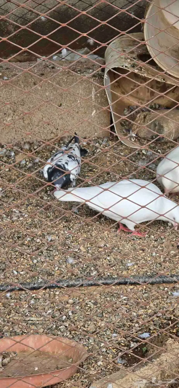 حمام فرنسي وبط بكيني للبيع 0