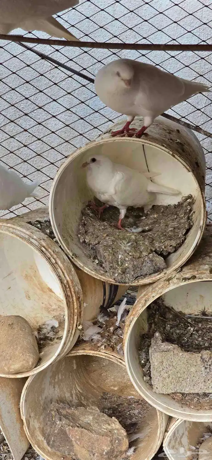 حمام فرنسي وبط بكيني للبيع 3