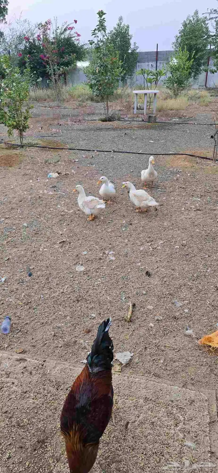 حمام فرنسي وبط بكيني للبيع 1