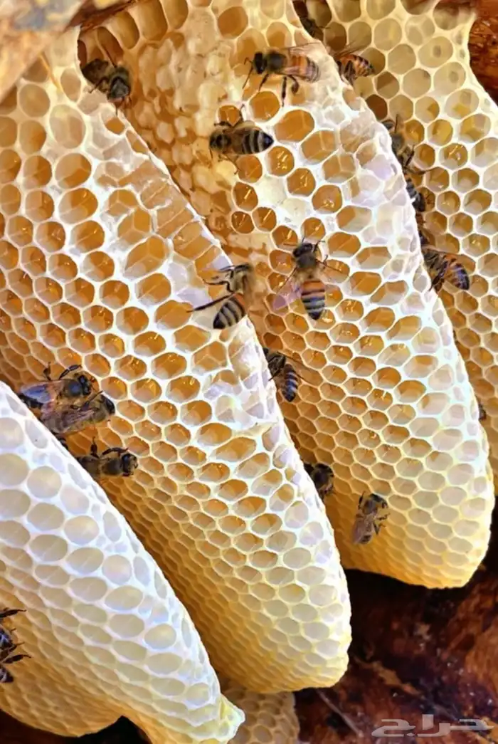 عسل سدر انتاج جديد من محلي 4