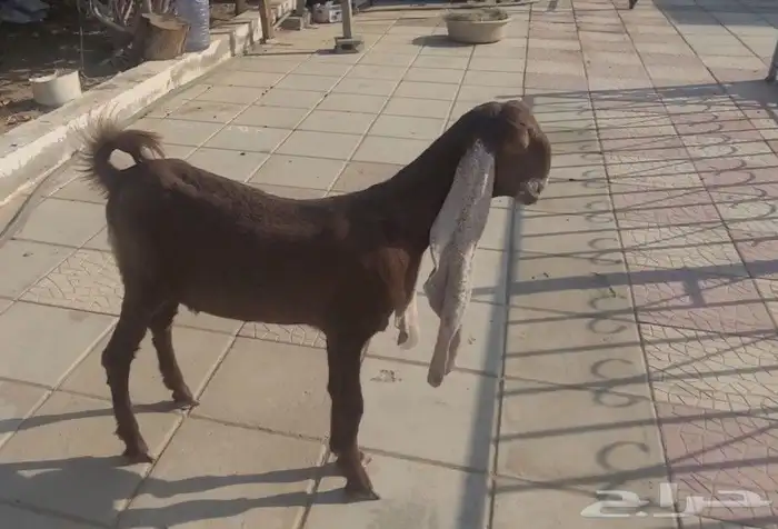 جفره حجازيه هولنديه نادره لون وراس وجرم 2