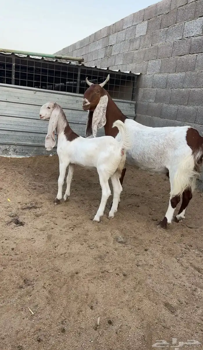 عنز هولنديه دافع ومعاها جفره 0